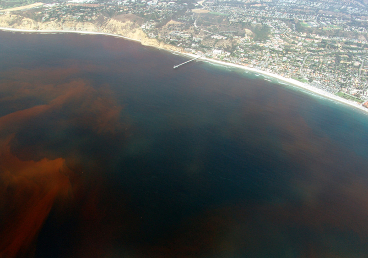 Dead zones are often caused by the decay of algae during algal blooms, like this one off the coast of San Diego, California.