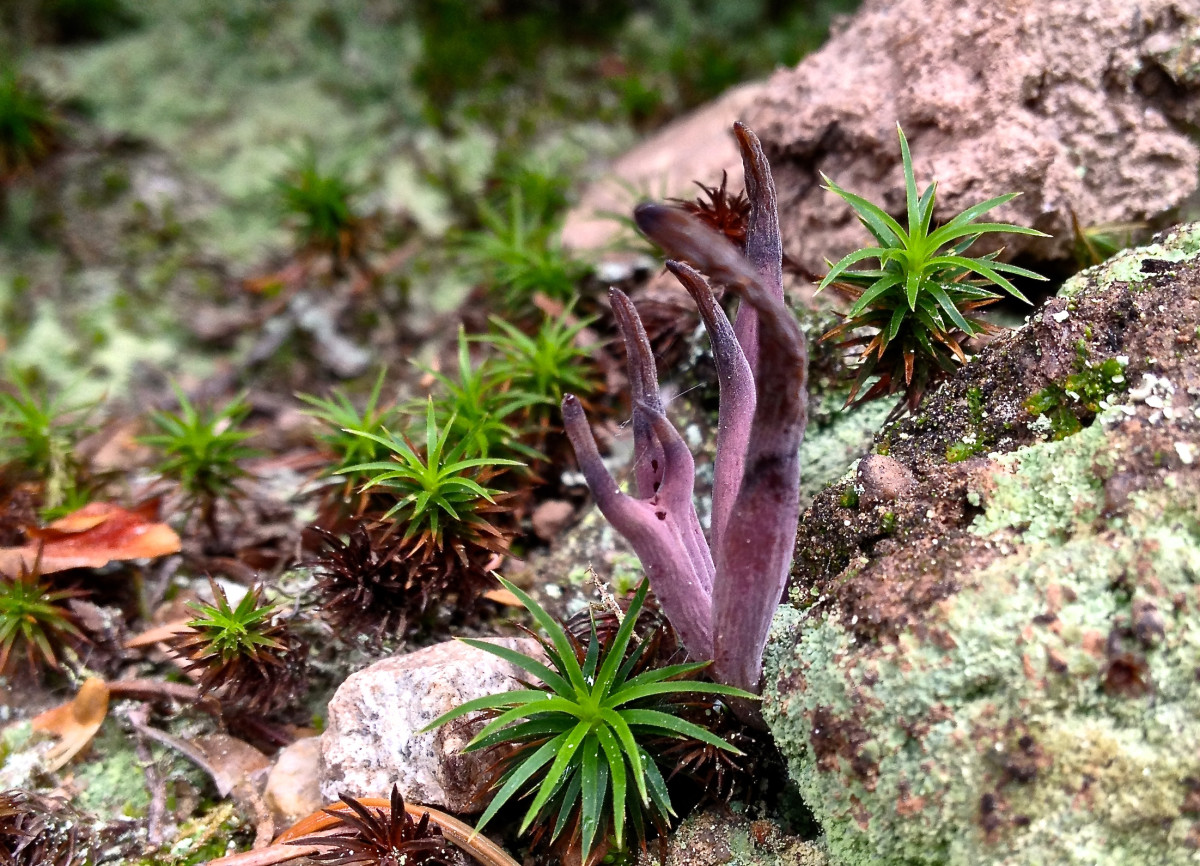 A purple coral fungi (Clavaria purpurea) growing in the Colorado Rocky Mountains. This species often grows on old, hardened stumps of wood and helps break the wood down to its organic compounds.