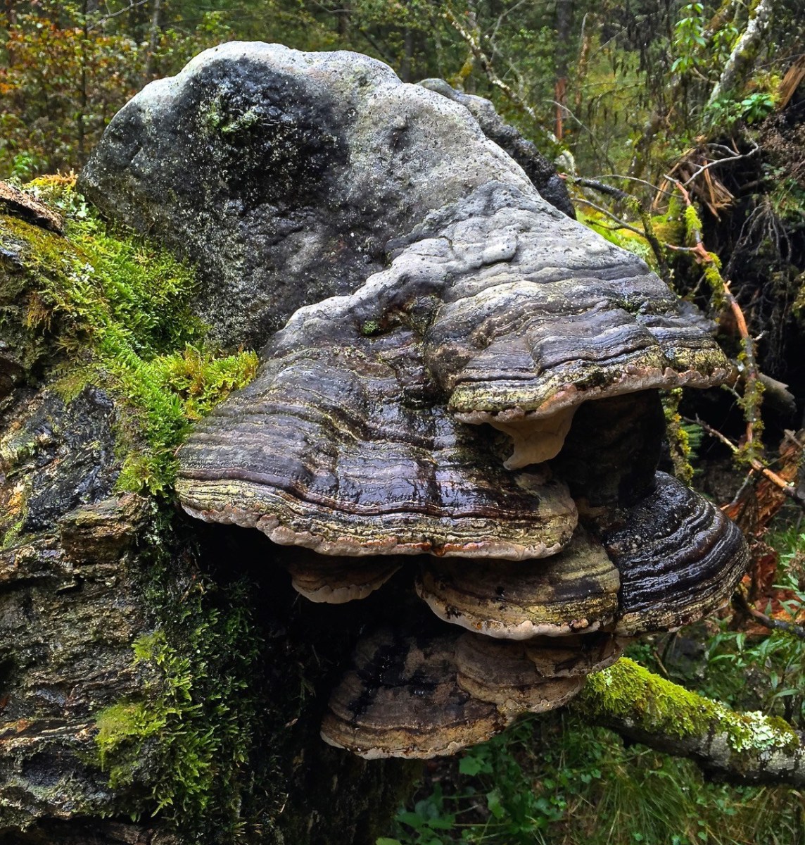 Fomes fomentarius, one of a group of fungi that developed the ability to process tough lignin about 300 million years ago. That evolutionary step spelled the end of the age of the formation of new coal deposits, as the fungi decomposed the dead trees before they had a chance to turn into lignite.
