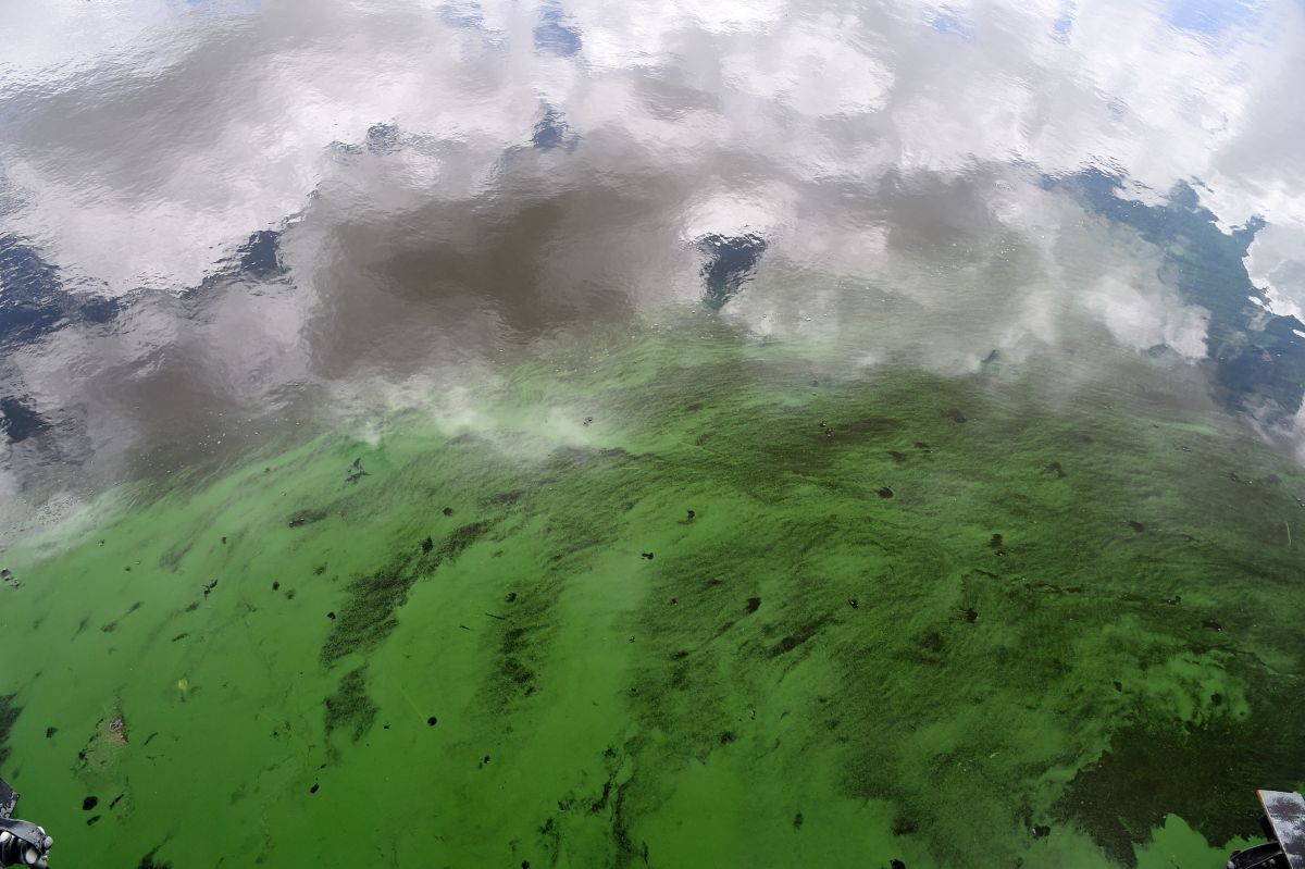 Water in the St. Lucie River is covered by a blue-green algae bloom plaguing the river as it accumulates at the St. Lucie Lock and Dam in Port Saint Lucie, Florida, on July 5th, 2016.