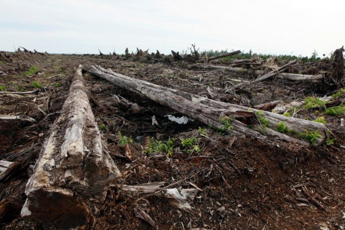 Cleared land is seen at an oil palm plantation belonging to PT Kalista Alam in the Tripa peat swamp, in Aceh, Indonesia, in 2012.