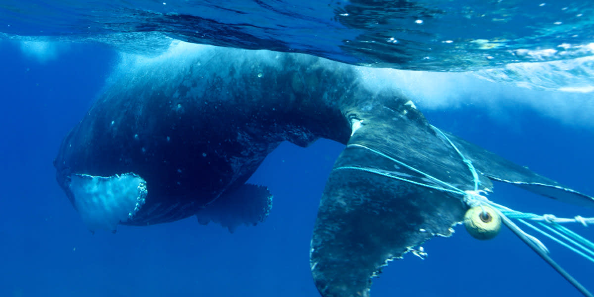 A whale is entangled in fishing gear.
