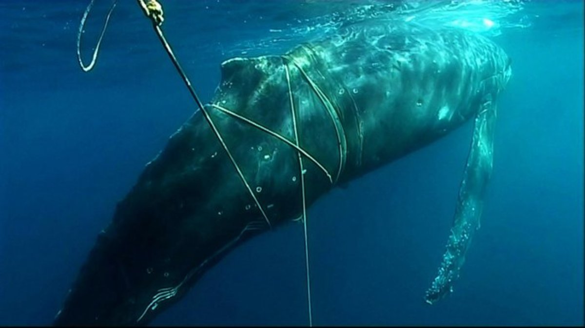 An Alarming Number of California Whales Are Getting Caught in Fishing Lines  - Pacific Standard