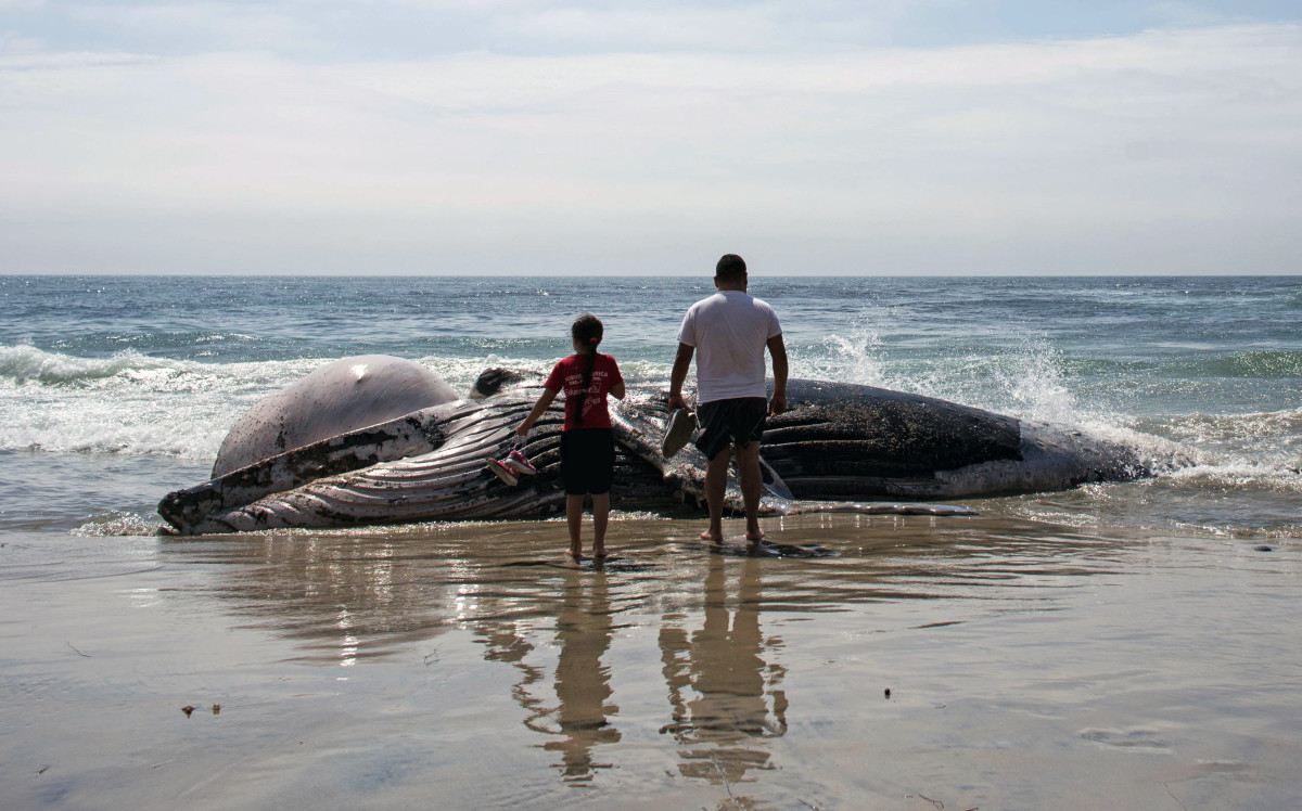 People look at a dead grey whale washed ashore at Maria Martha beach on September 12th, 2017, in the Rosarito, Baja California state of Northwestern Mexico.