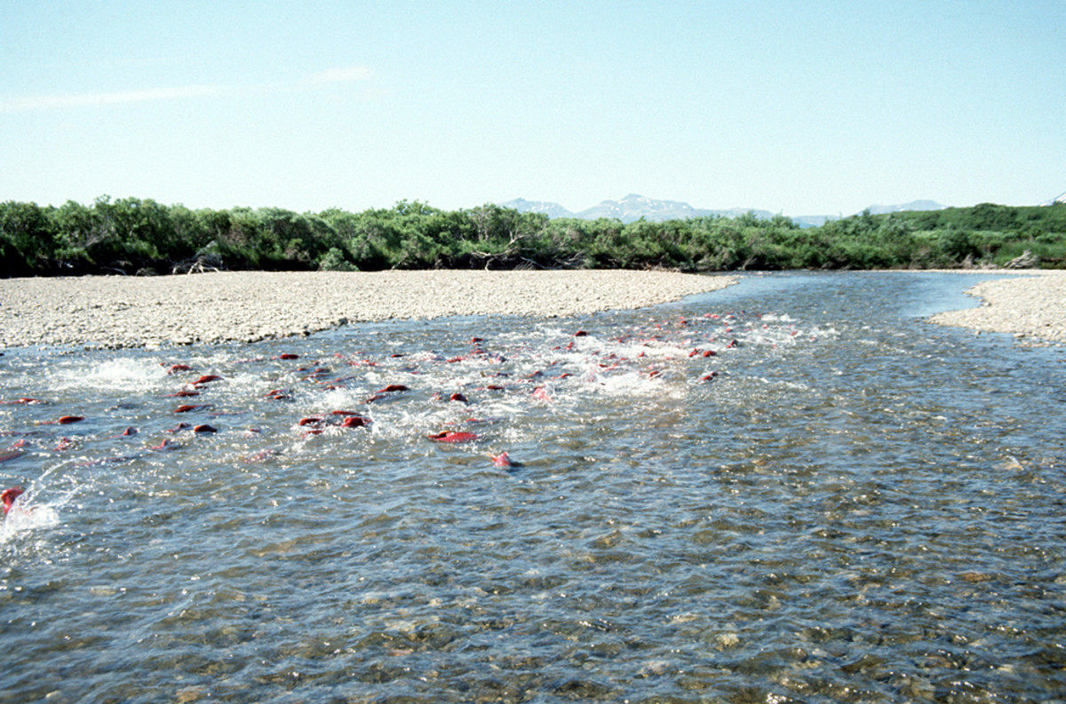 Salmon spawn in a salmon fishery within the Becharof Wilderness in Southwest Alaska.