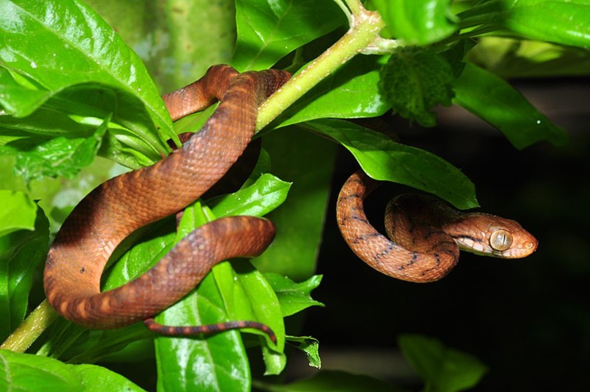 Brown tree snake.