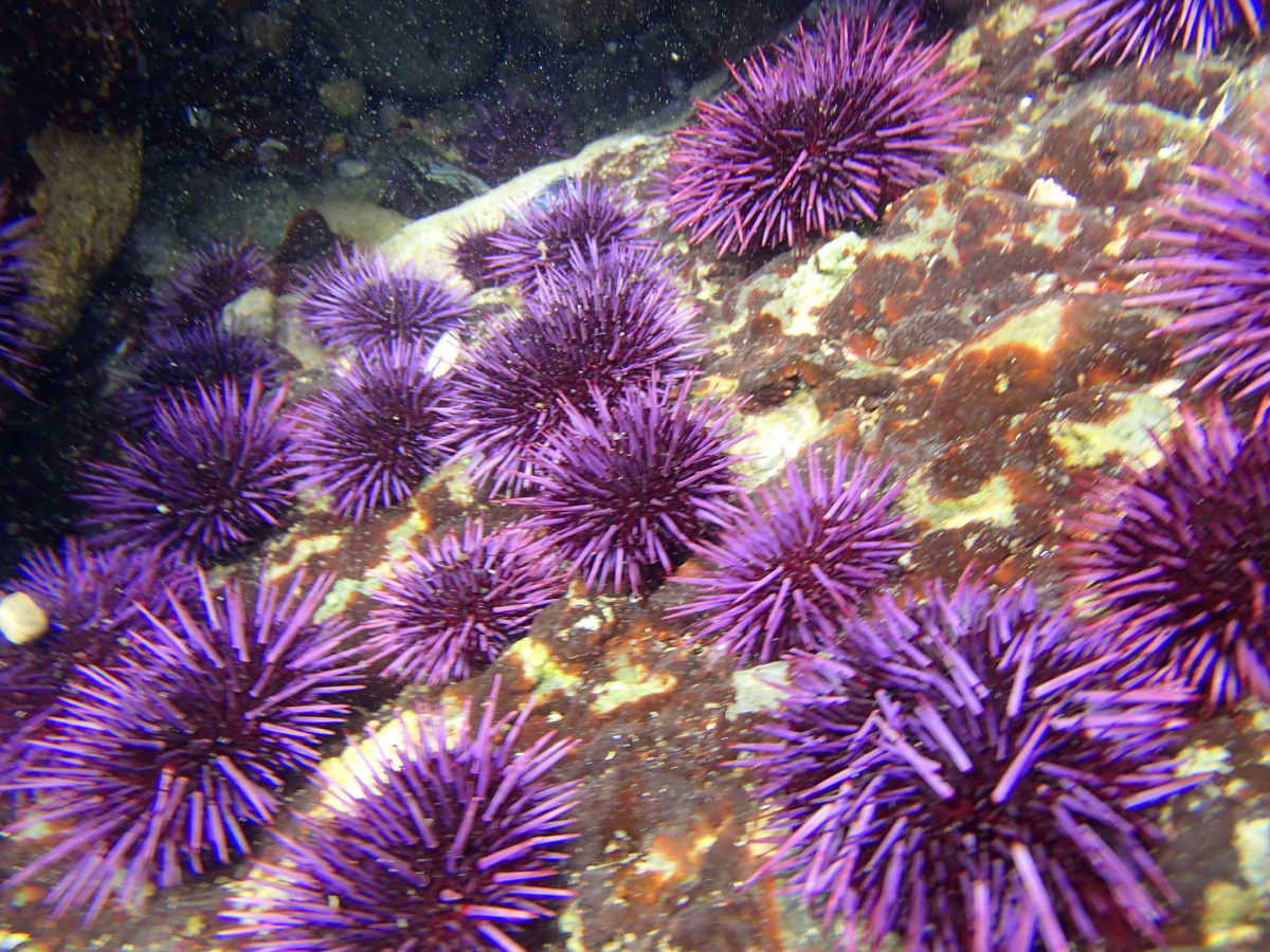 Purple Sea Urchins in Monterey, California.