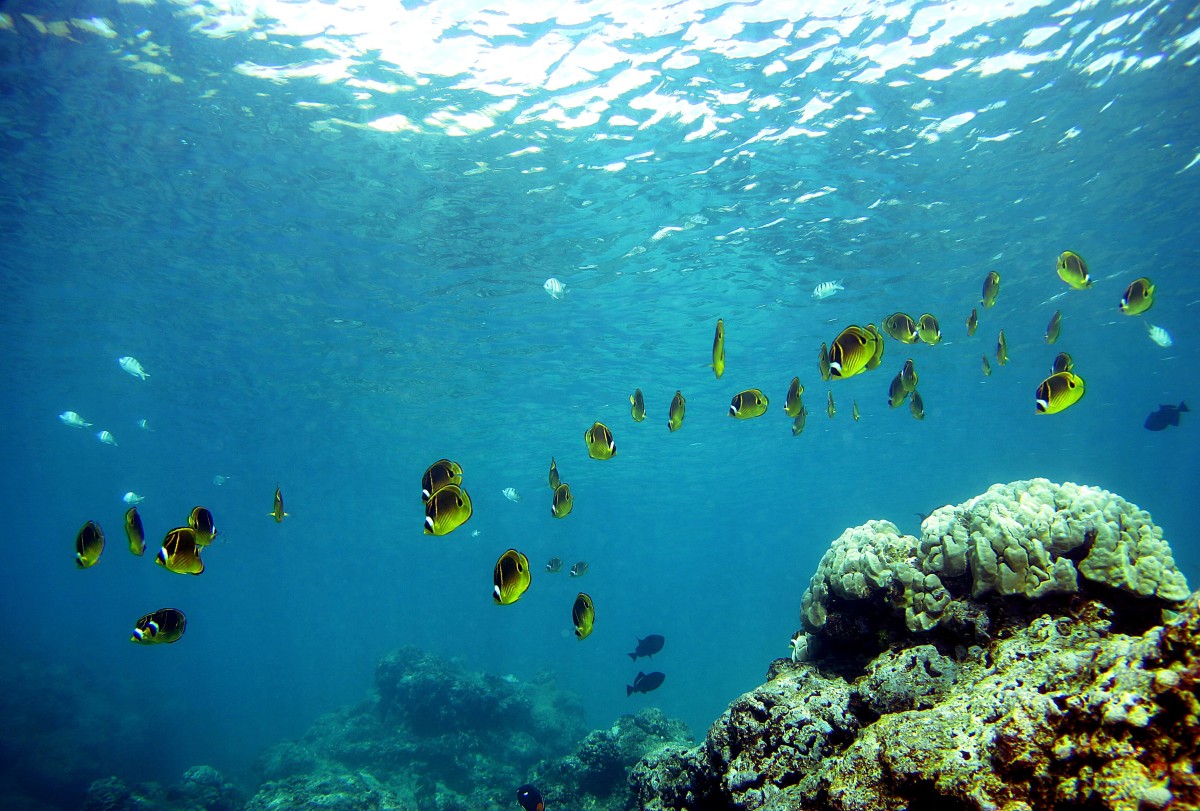 A school of fish pass over a coral reef at Hanauma Bay on January 15th, 2005, in Honolulu, Hawaii.