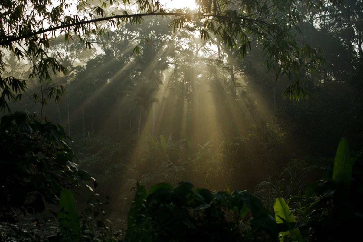 Morning light shines through trees at the forest in Karak, in the suburbs of Pahang outside Kuala Lumpur.