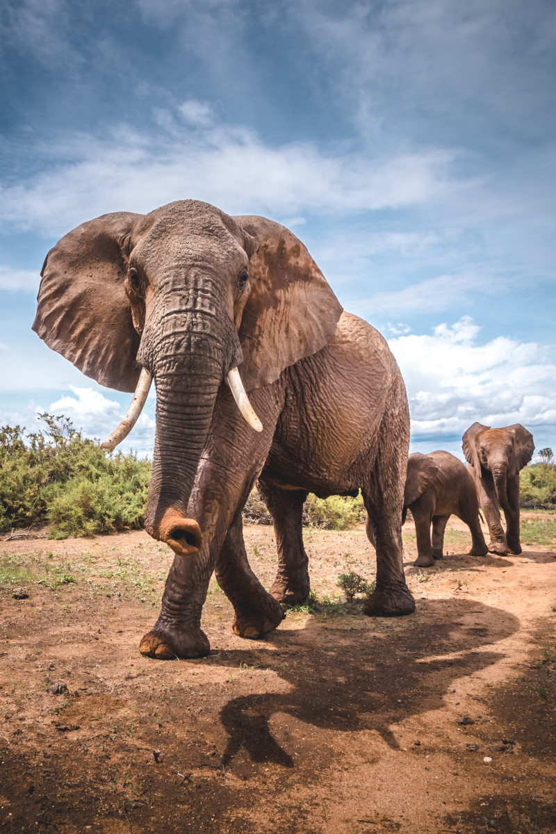 Elephants can communicate over long distances with low-frequency rumbles called infrasound.