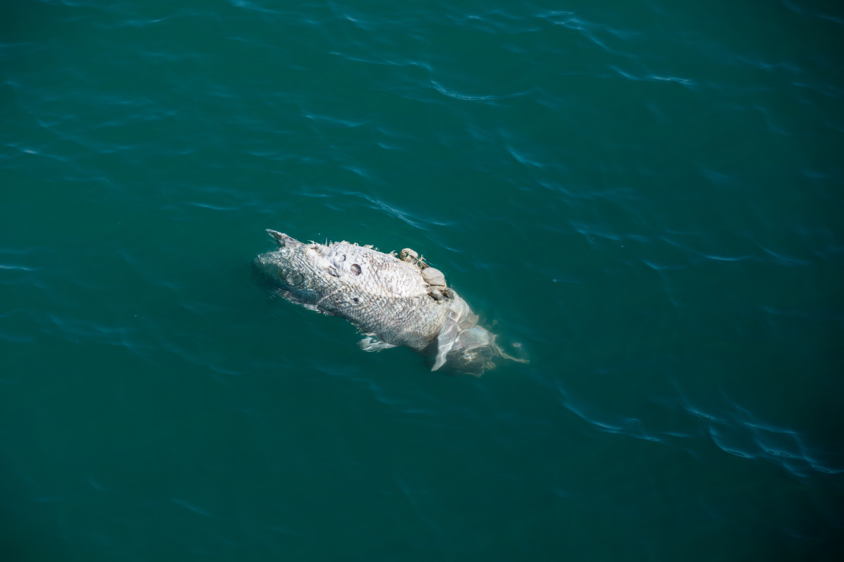 A dead and decomposing totoaba sea bass floats on the surface of the Sea of Cortez.