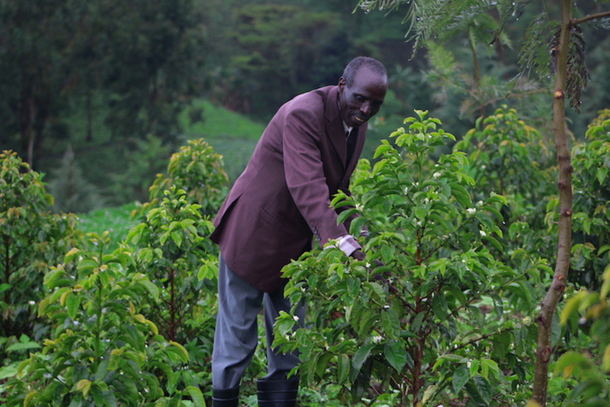 Cherangani farmer Kongolel Masai Kangonyei with his intercropped coffee trees.