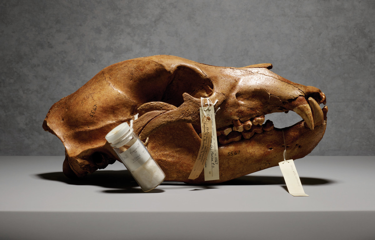Grizzly bear skull, catalogued in 1926, California Academy of Sciences.