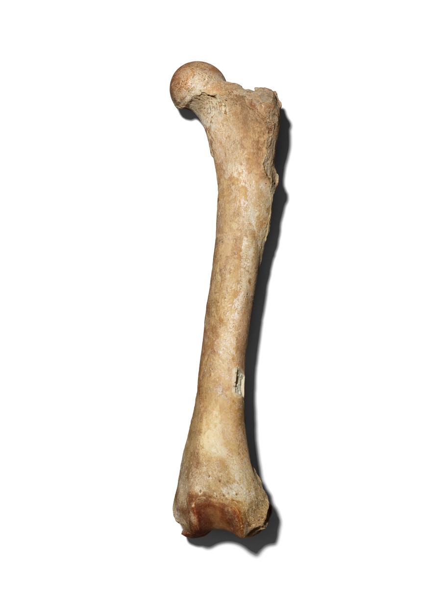 Monarch's femur, with sample removed for DNA testing.
