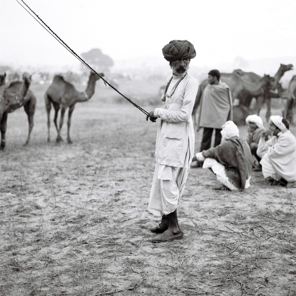 A Raika camel herder in Rajasthan, India, where camels are increasingly sold for meat and milk, despite traditional taboos against using them as a commercial food source.