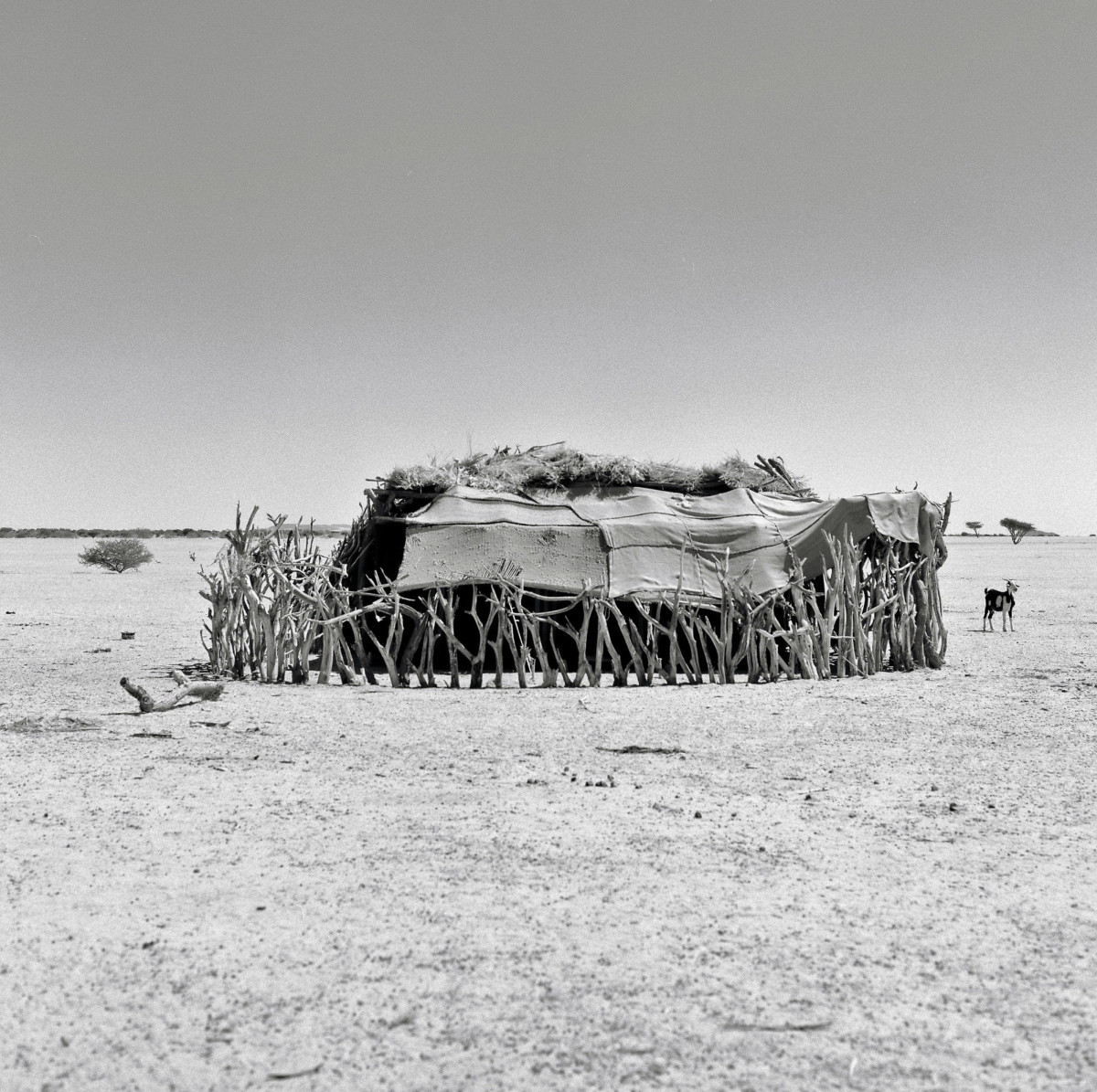 Although Sudanese camel herders live a nomadic existence, they keep simple dwellings scattered across the desert for women, children, and the elderly. With roofs made of wool, these structures provide shade from the relentless sun and a base for the family.
