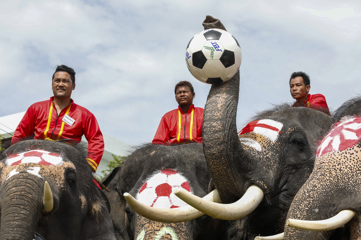 Elephants participate in a football game to kick off the World Cup fever as part of an anti-gambling campaign at the ancient Thai city of Ayutthaya on June 13th, 2018. Painted with flags of countries competing in the World Cup, the nine elephants played a game against students from a local school ahead of the start of the 2018 Football World Cup in Russia.