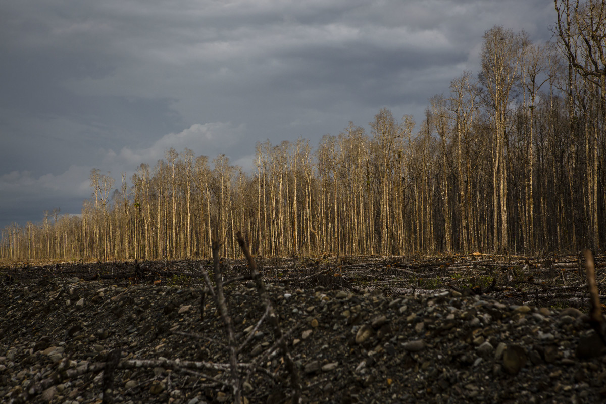 A view of dead trees affected by gold mine waste, known as tailings, in Timika, Papua Province, Indonesia.