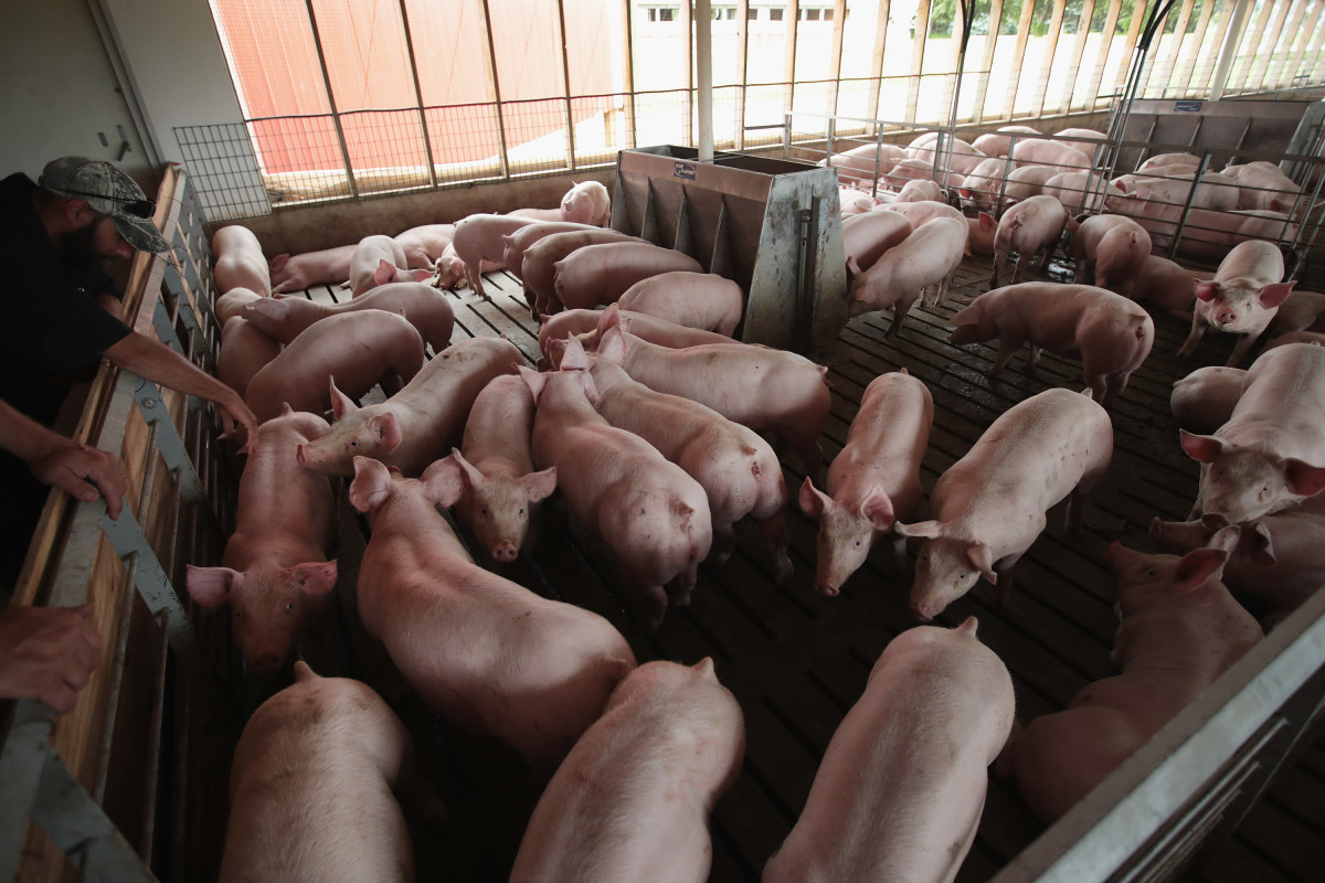 Hogs are raised on Duncan Farms near Polo, Illinois.