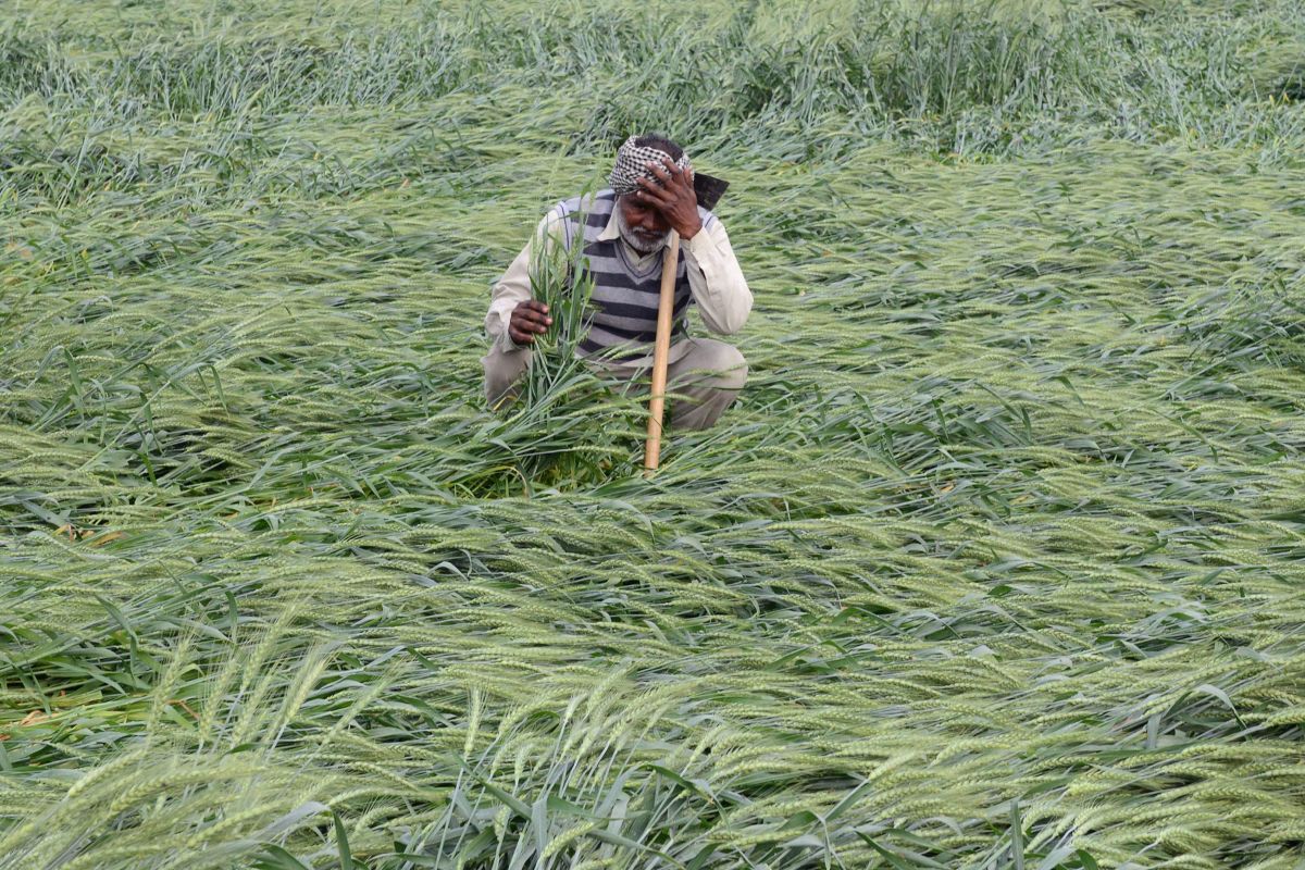 An Indian farmer checks his wheat crop that was damaged in heavy rain on the outskirts of Amritsar on March 21st, 2018.