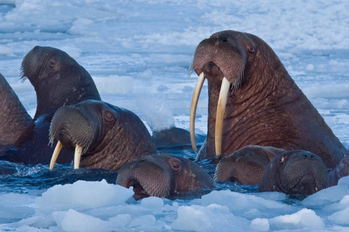 Walrus coming to the surface for air.