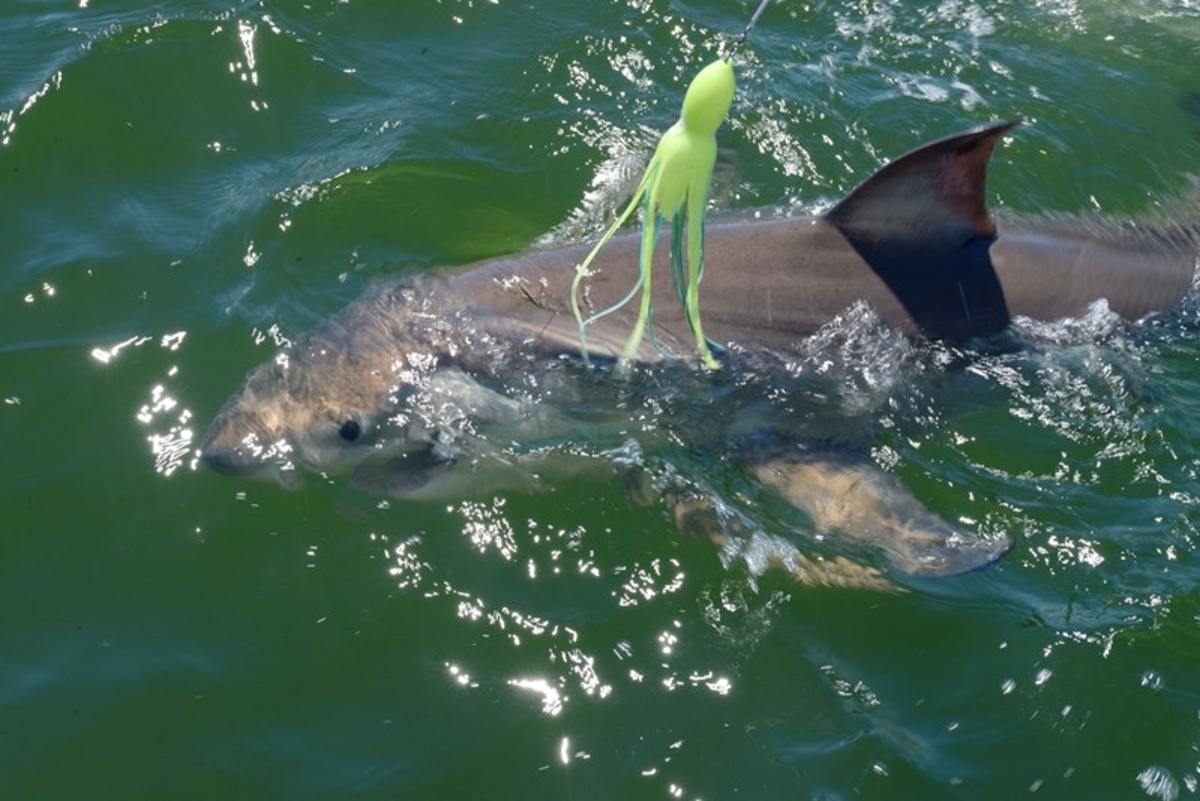First look at the five-foot juvenile great white shark attracted by the swirling chum.