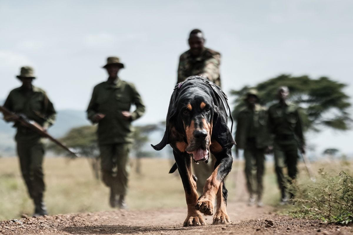 Kenyan ranger of the canine unit Maseto Sampei holds his bloodhound during their trace training in the Mara Triangle, the northwestern part of Masai Mara National Reserve managed by non-profit organization Mara Conservancy.