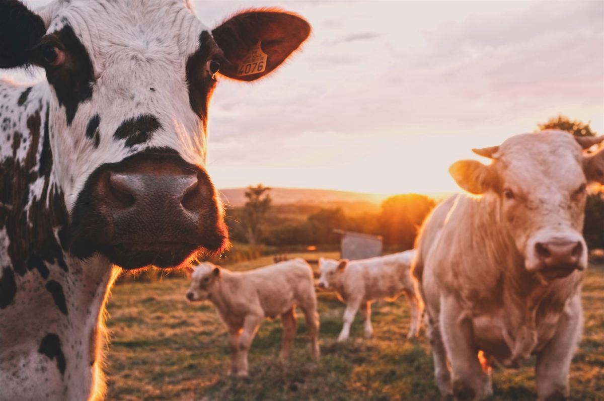 The United States Cattlemen's Association has asked federal regulators to reserve the terms "beef" and "meat" for products derived only from animals.