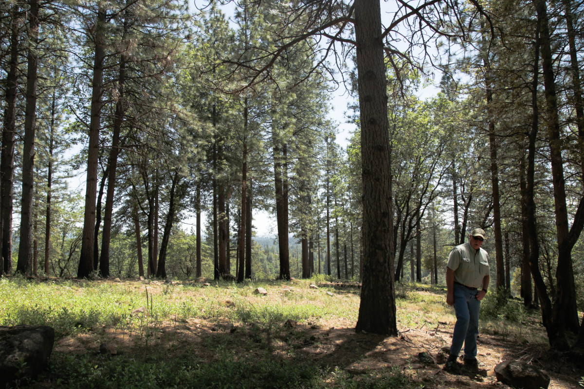 Chris Paulus, a retired Cal Fire battalion chief, walks through a forest restoration project on Mount Howell in Placer County. By doing prescribed burns every few years and reducing tree density from several hundred trees per acre to about 60, Paulus hopes to return the forest here to a state of drought and fire tolerance.