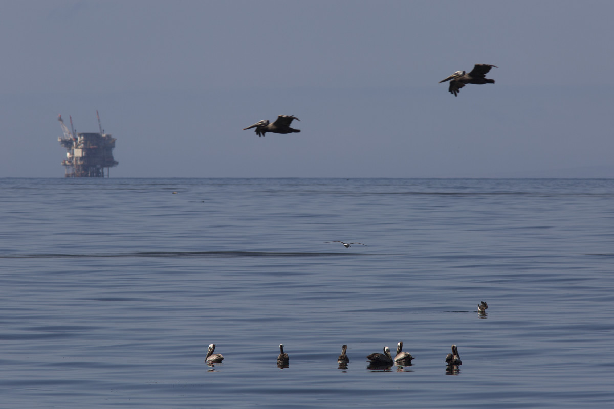 An oil platform sits in the distance as California brown pelicans fish in oil-contaminated water from an inland oil spill near Refugio State Beach on May 20th, 2015, north of Goleta, California.