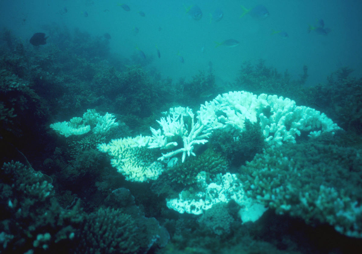 A damaged part of the Great Barrier Reef off the northeastern coast of Australia.