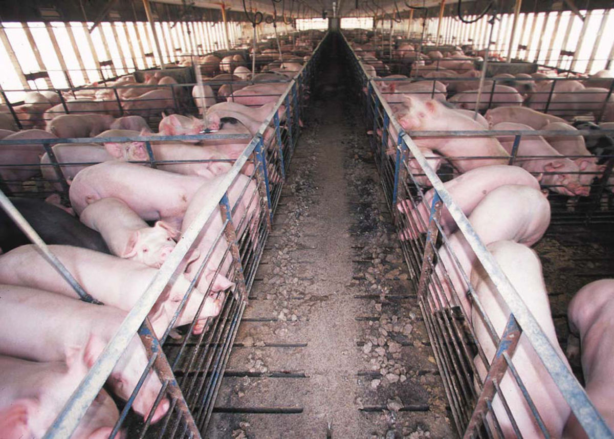 Hogs are enclosed in a barn at a concentrated animal feeding operation.