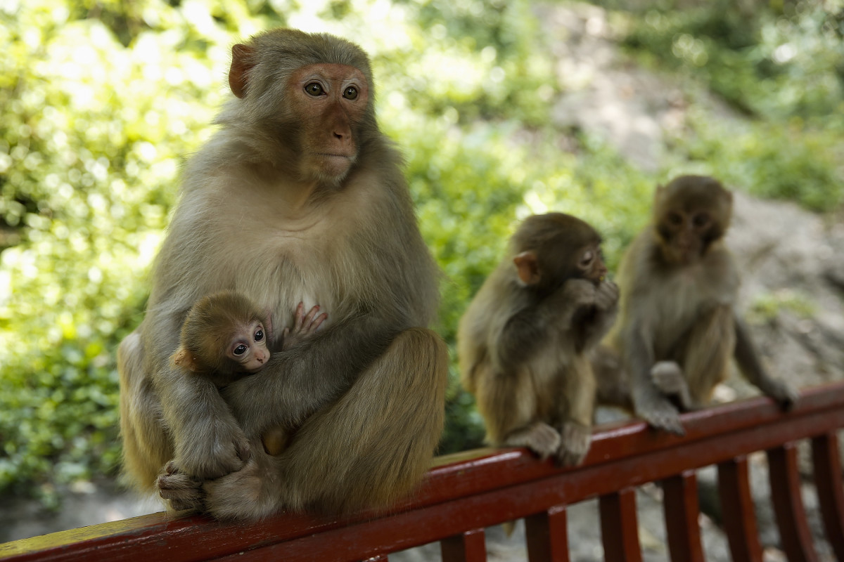 A macaque mother with her baby sits together with an other macaque on the hill at Qianling Park.