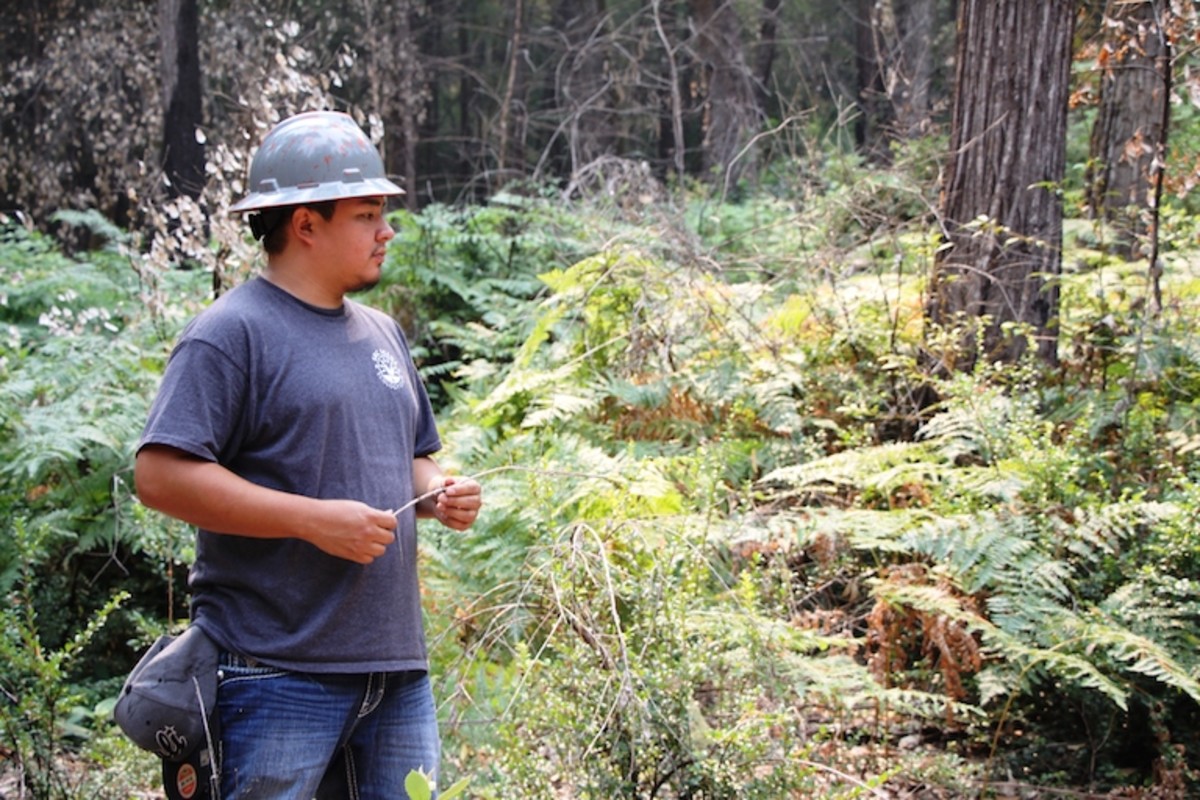 As a summer intern on the Six Rivers Forest, Jonathan White, a student at Salish-Kootenai College in Montana, helped to monitor how plants return to this area, burned in 2016 as a Forest Service and Karuk Tribe research plot.