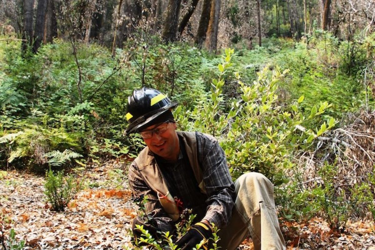 Frank Lake, a Ph.D. research ecologist with the U.S. Forest Service and a Karuk descendant, at the start of huckleberry season.