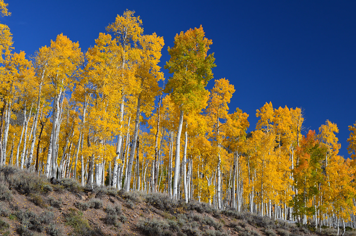 The Pando clone stands above Scenic Byway Utah-25 in Fishlake National Forest, Utah.