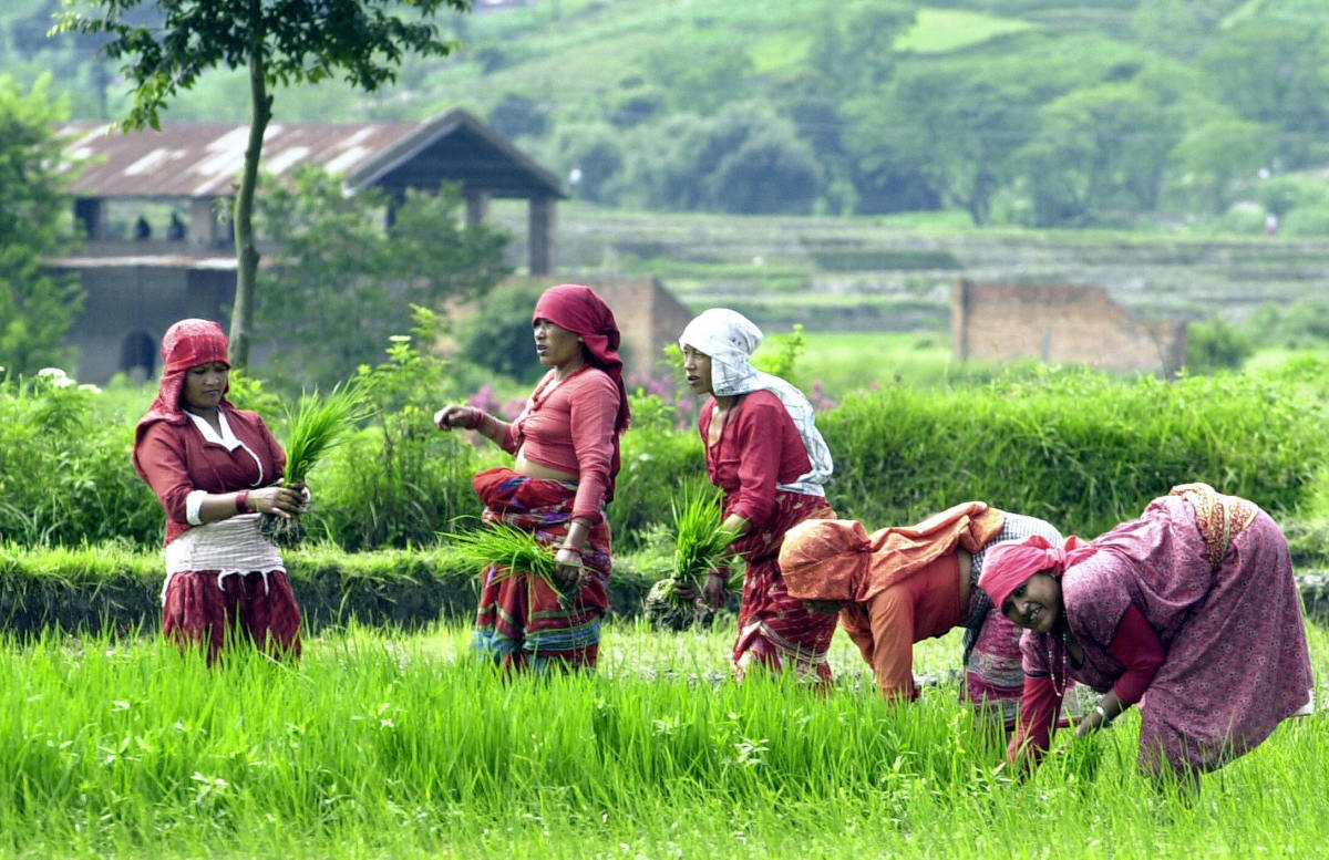 Nepalese woman farmers collect rice paddy seedlings for cultivation.