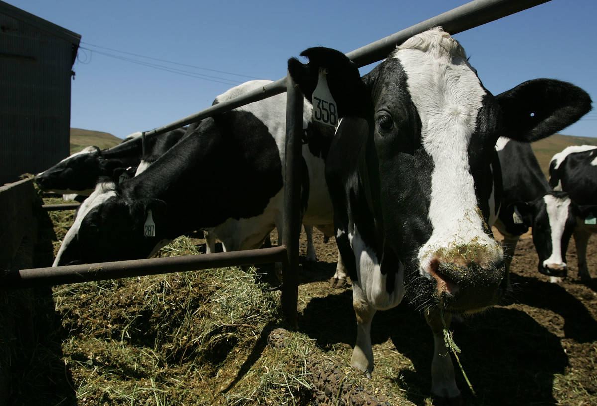 Cows eat a mixture of alfalfa, hay, and corn at a dairy farm in Point Reyes Station, California.