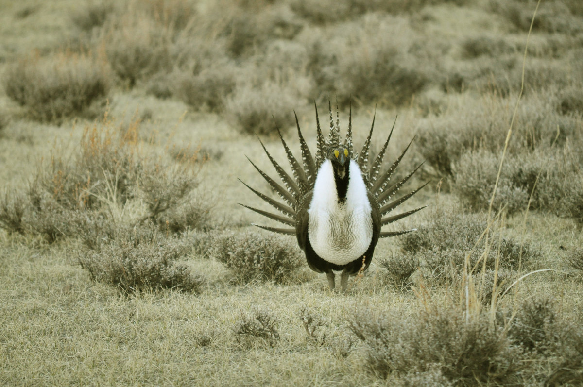 The male greater sage grouse.