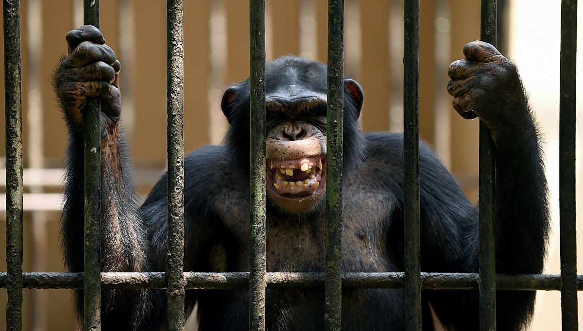 An African chimpanzee grimaces in a cage at a zoo in Dehiwala near Colombo, Sri Lanka, on March 3rd, 2016, on World Wildlife Day.