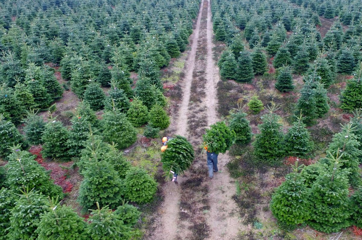 Two men carry freshly cut conifers to be used as Christmas trees at the Gut Kuehren plantation in Kuehren near Kiel, northern Germany, on November 9th, 2018.