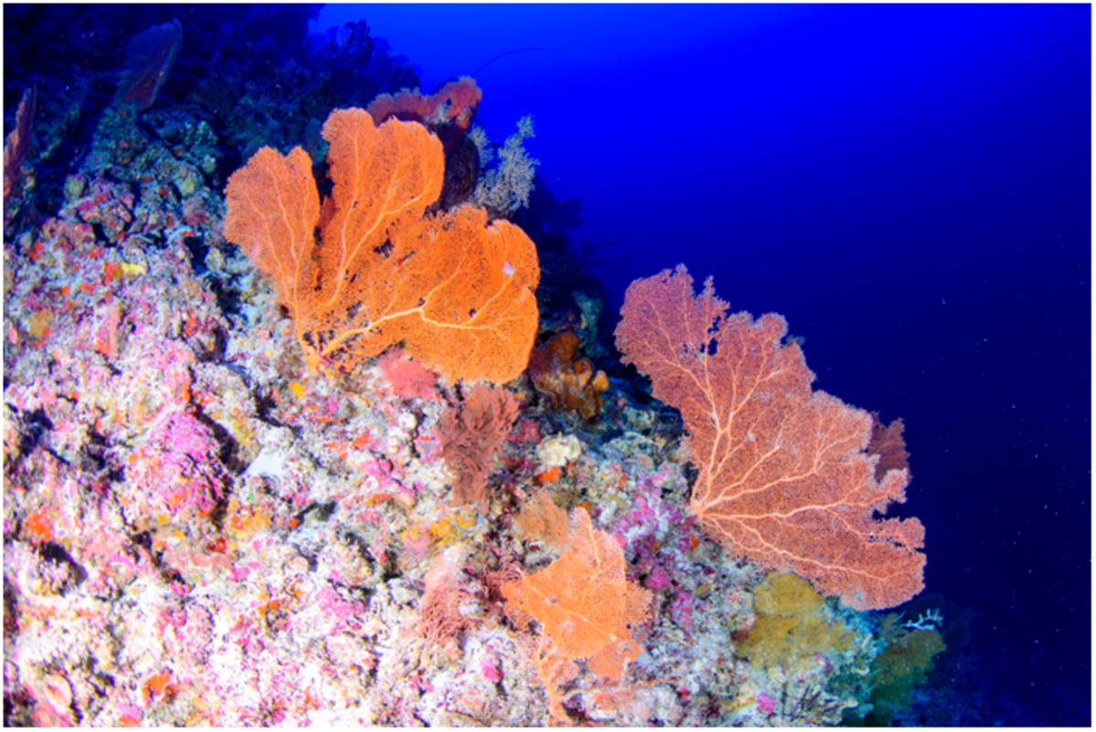 Mesophotic reefs have a variety of soft corals and sponges.