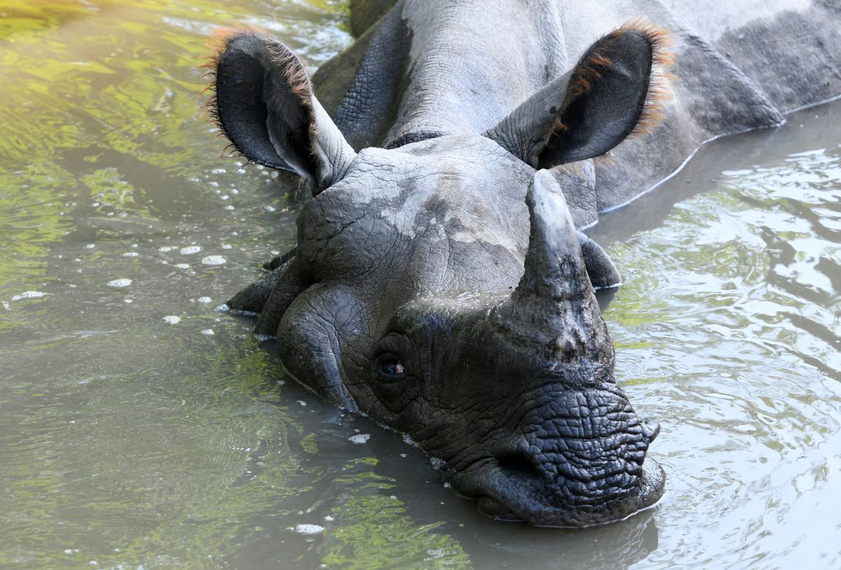 A one-horned rhinoceros cools down in Bardiya National Park on October 4th, 2018.