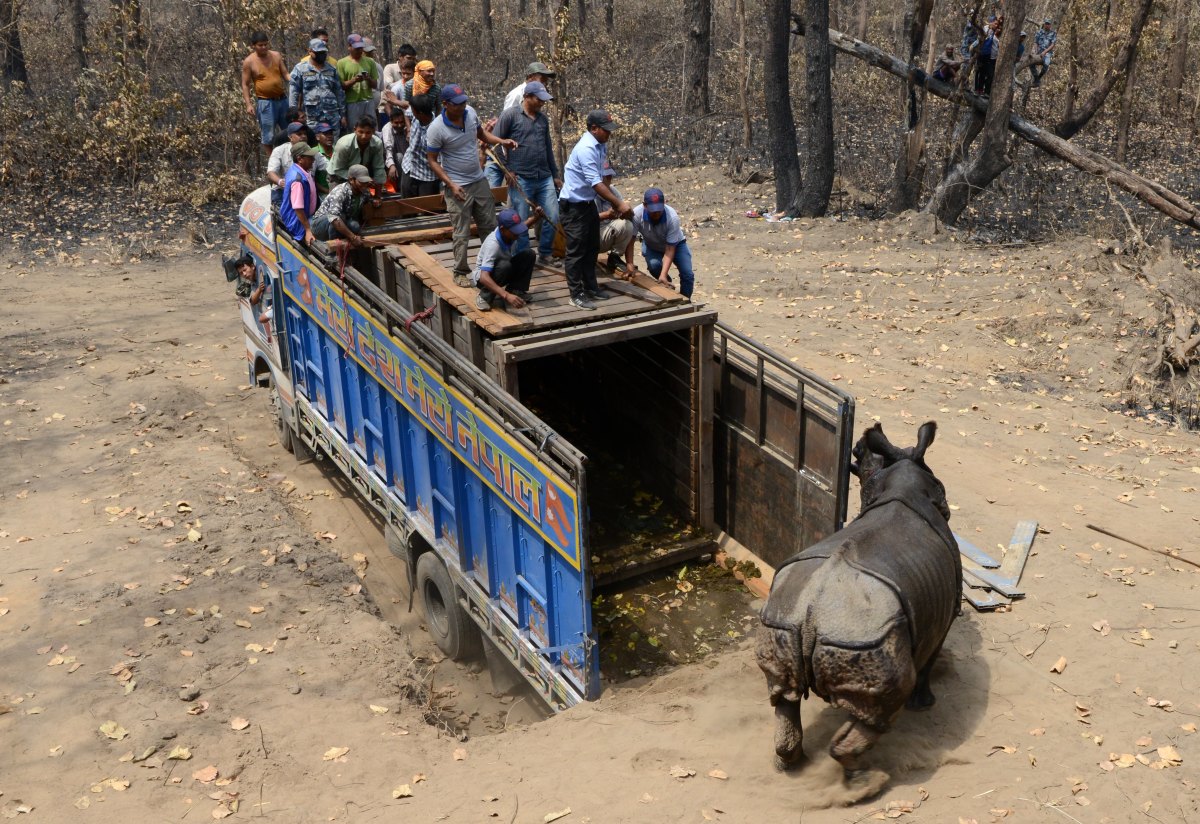 This photo taken on April 4th, 2017, shows a Nepalese veterinary and technical team releasing a rhino after it was relocated to Shuklaphanta National Park.