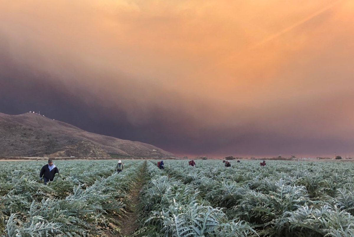 Farmworkers in the south of Oxnard, California, continue to labor underneath dark smoke from the Hill and Woolsey fires burning to the south.