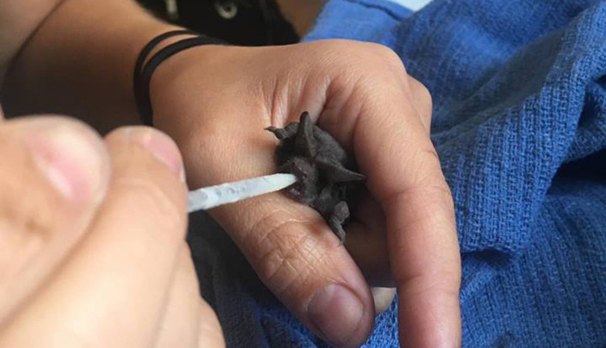 A free-tailed bat being hand-fed by Bat World Sanctuary's wildlife rehabilitators.