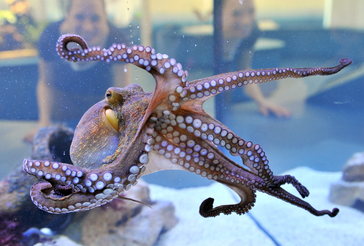 A young octopus on display.