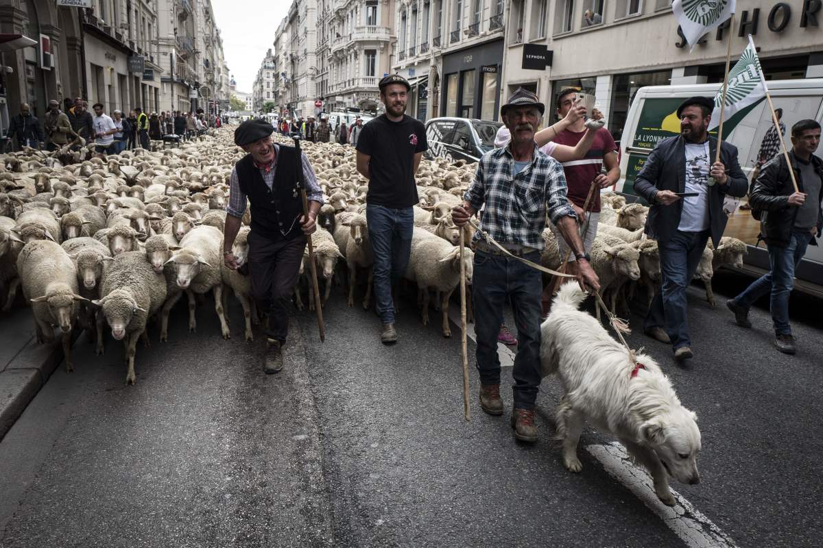French farmers march their animals through the streets of Lyon on October 9th, 2017, to draw attention to rising wolf attacks on sheep herds, and to protest the government's plan for an organized cull.