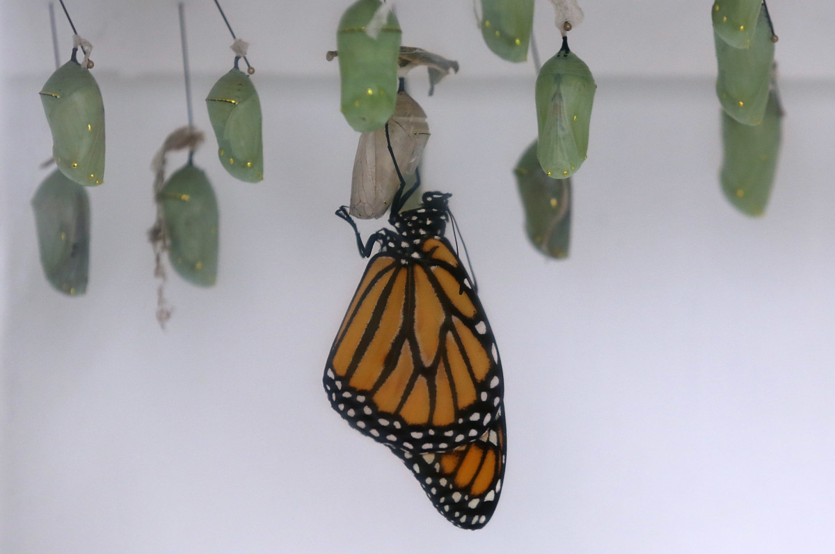 A monarch butterfly hangs from its cocoon.