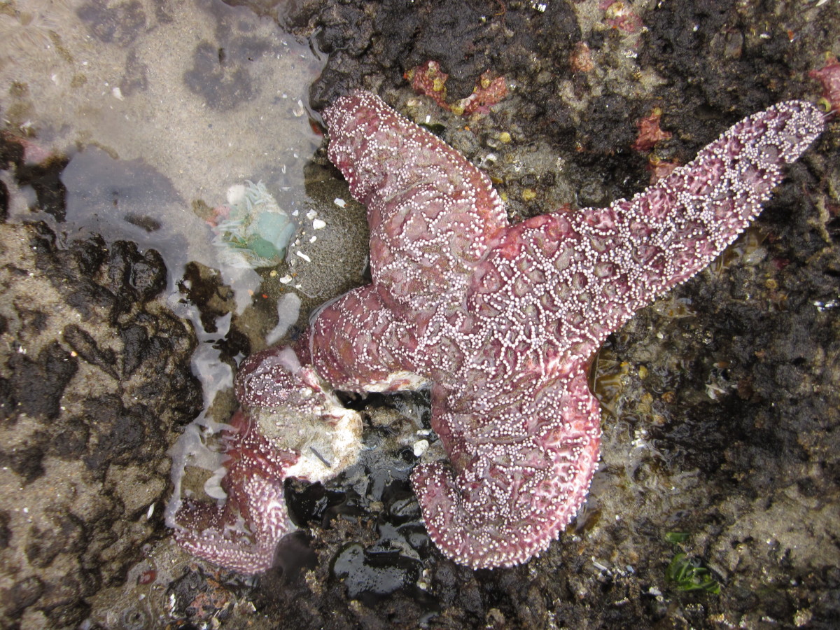 The leg of this sea star is disintegrating as a result of sea star wasting syndrome.